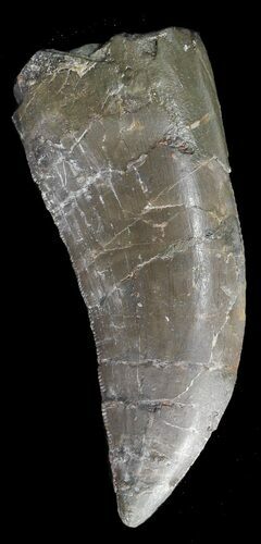 Huge, Allosaurus Tooth - Wyoming #43657